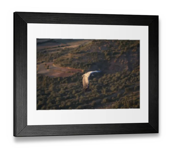 Framed Print : Griffon Vulture Gyps fulvus Catalonia Spain winter Framed Print : Griffon Vulture Gyps fulvus Catalonia Spain winter