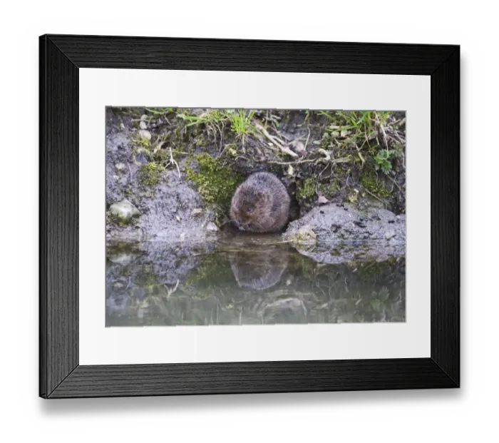 Framed Print : Water Vole Arvicola amphibius Norfolk Framed Print : Water Vole Arvicola amphibius Norfolk