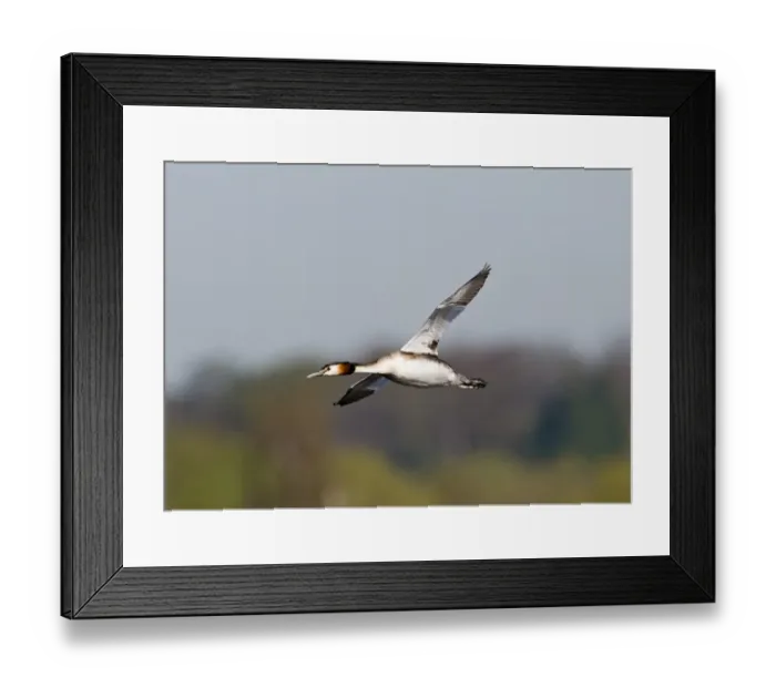 Framed Print : Great crested Grebes Podiceps cristatus in flight Norfolk Framed Print : Great crested Grebes Podiceps cristatus in flight Norfolk