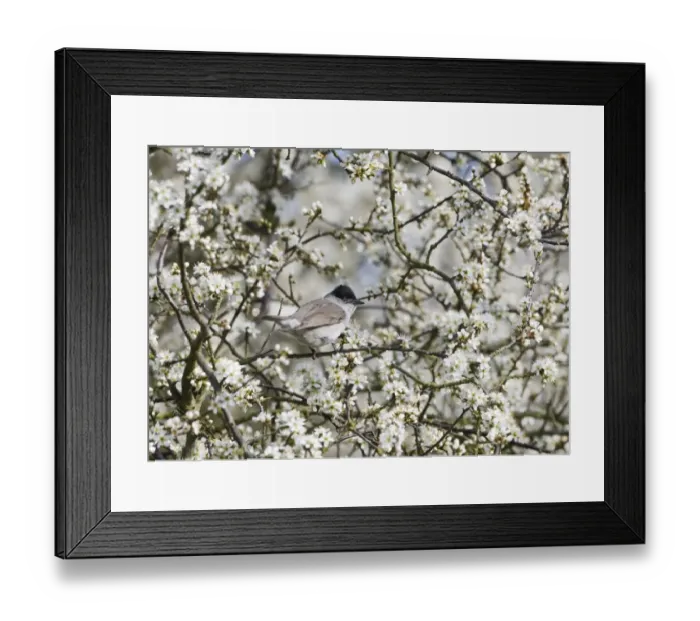 Framed Print : Blackcap Sylvia atricapilla male in Blackthorn Norfolk spring Framed Print : Blackcap Sylvia atricapilla male in Blackthorn Norfolk spring