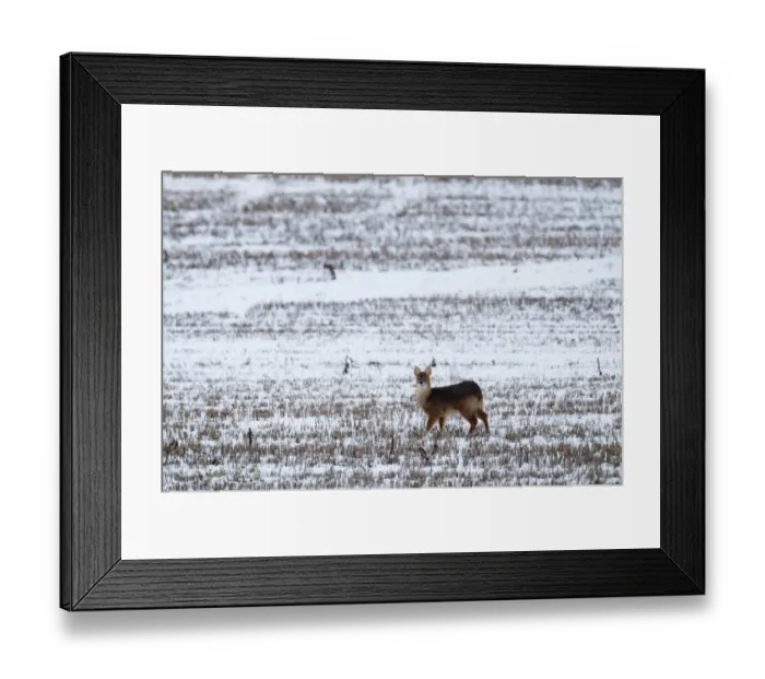 Framed Print : chinese water deer deer hydropotes inermis norfolk Framed Print : chinese water deer deer hydropotes inermis norfolk