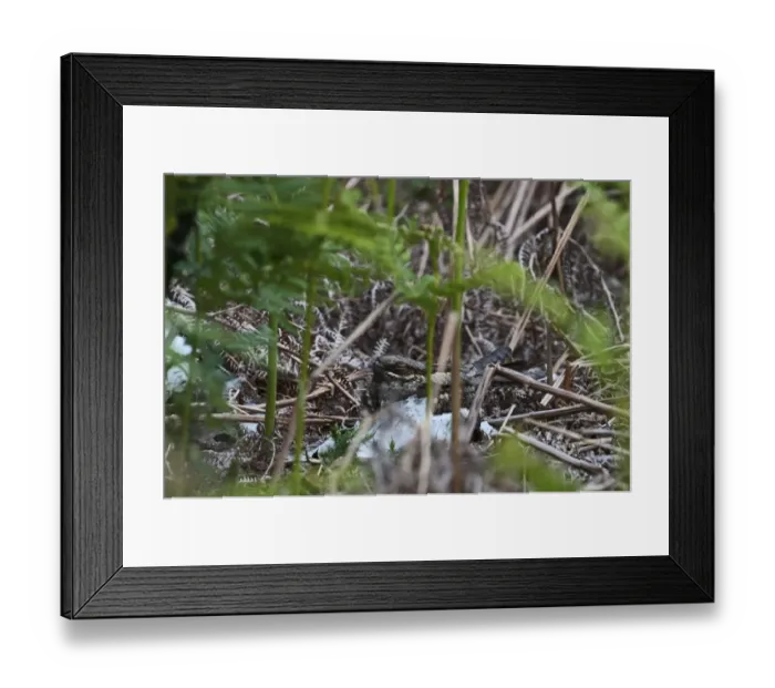 Framed Print : Nightjar Caprimulgus europaeus Norfolk Framed Print : Nightjar Caprimulgus europaeus Norfolk