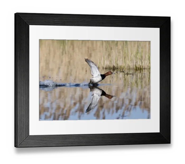 Framed Print : Pochard Aythya ferina taking off Norfolk April Framed Print : Pochard Aythya ferina taking off Norfolk April