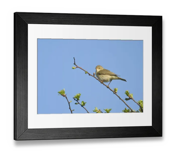 Framed Print : Willow Warbler Phylloscopus trochilus Norfolk April Framed Print : Willow Warbler Phylloscopus trochilus Norfolk April