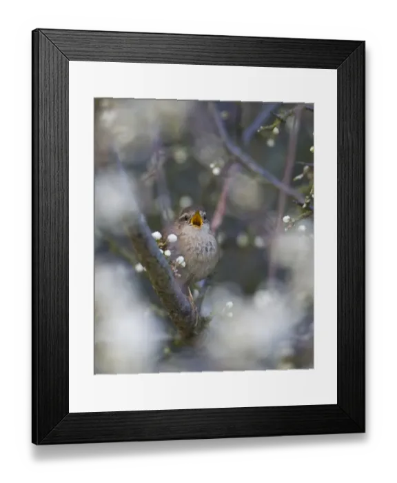 Framed Print : Wren Troglodytes troglodytes in song in Blackthorn Norfolk spring Framed Print : Wren Troglodytes troglodytes in song in Blackthorn Norfolk spring