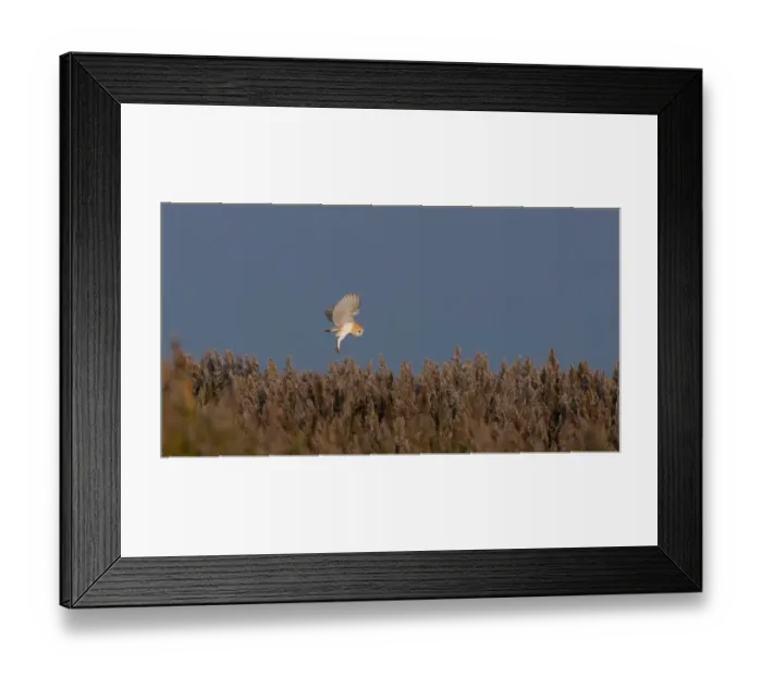 Framed Print : Barn Owl Tyto alba hunting over reedbed Cley Norfolk winter Framed Print : Barn Owl Tyto alba hunting over reedbed Cley Norfolk winter