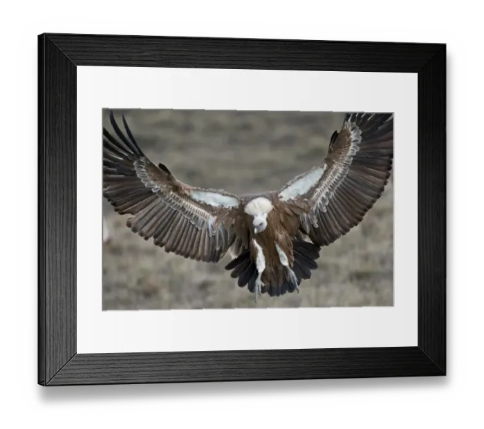 Framed Print : Griffon Vulture Gyps fulvus Catalonian Pyrenees Spain winter