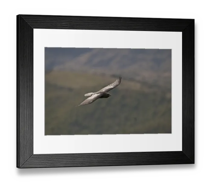Framed Print : Raven Corvus corax Spain winter Framed Print : Raven Corvus corax Spain winter