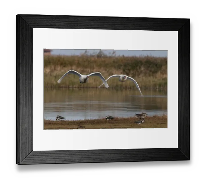 Framed Print : Mute Swan Cygnus olor pair Cley Norfolk winter Framed Print : Mute Swan Cygnus olor pair Cley Norfolk winter