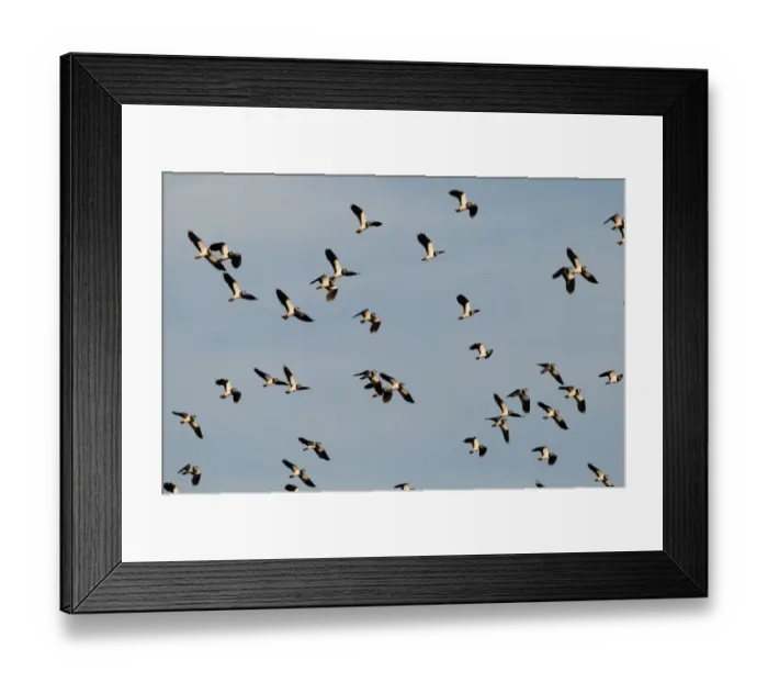 Framed Print : Lapwings Vanellus vanellus Cley Norfolk winter Framed Print : Lapwings Vanellus vanellus Cley Norfolk winter