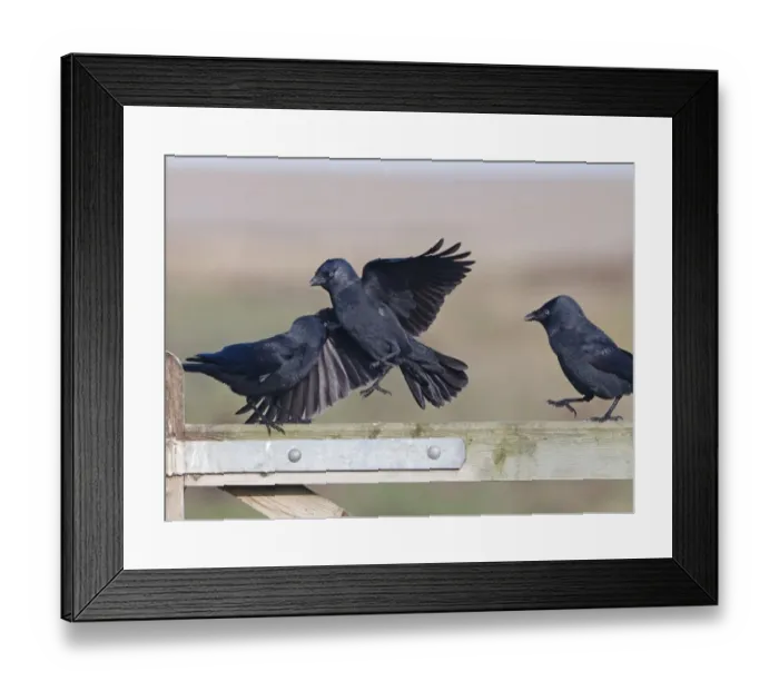 Framed Print : Jackdaws Corvus monedula squabbling Norfolk November Framed Print : Jackdaws Corvus monedula squabbling Norfolk November