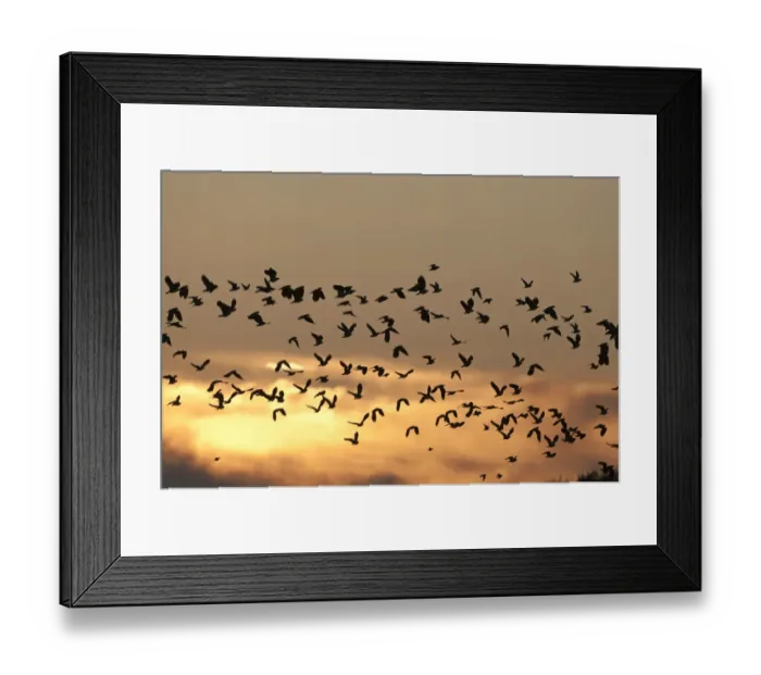 Framed Print : Lapwings Vanellus vanellus Cley Norfolk winter Framed Print : Lapwings Vanellus vanellus Cley Norfolk winter