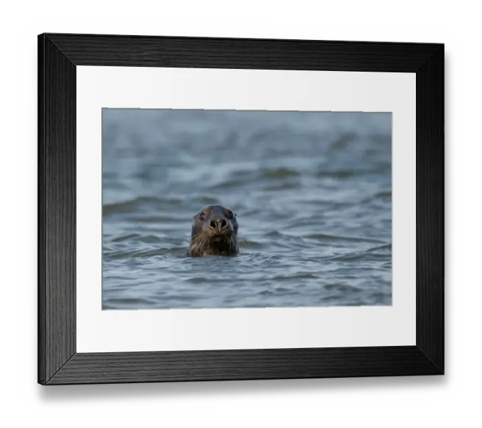 Framed Print : Grey Seal Halichoerus grypus Blakeney Point Norfolk autumn Framed Print : Grey Seal Halichoerus grypus Blakeney Point Norfolk autumn