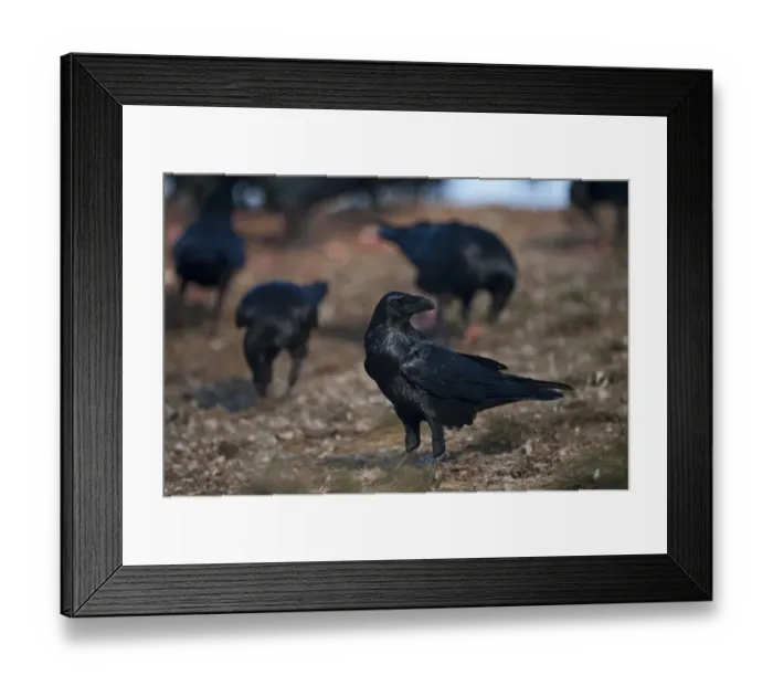 Framed Print : Raven Corvus corax Spain winter Framed Print : Raven Corvus corax Spain winter