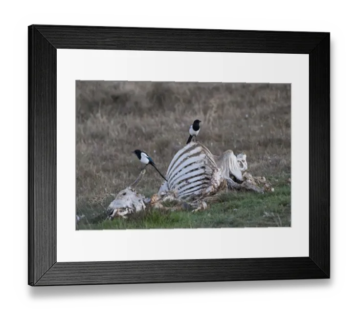 Framed Print : Magpie Pica pica Spain winter Framed Print : Magpie Pica pica Spain winter