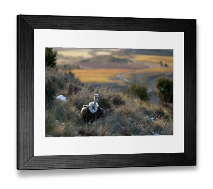 Framed Print : Griffon Vulture Gyps fulvus Catalonian Pyrenees Spain winter Framed Print : Griffon Vulture Gyps fulvus Catalonian Pyrenees Spain winter