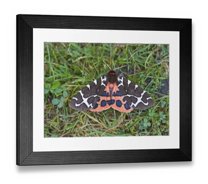 Framed Print : Garden Tiger Moth Holt Norfolk Framed Print : Garden Tiger Moth Holt Norfolk