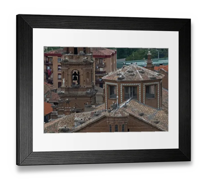 Framed Print : White Stork Ciconia ciconia colony on Cathedral in Alfaro Spain Framed Print : White Stork Ciconia ciconia colony on Cathedral in Alfaro Spain