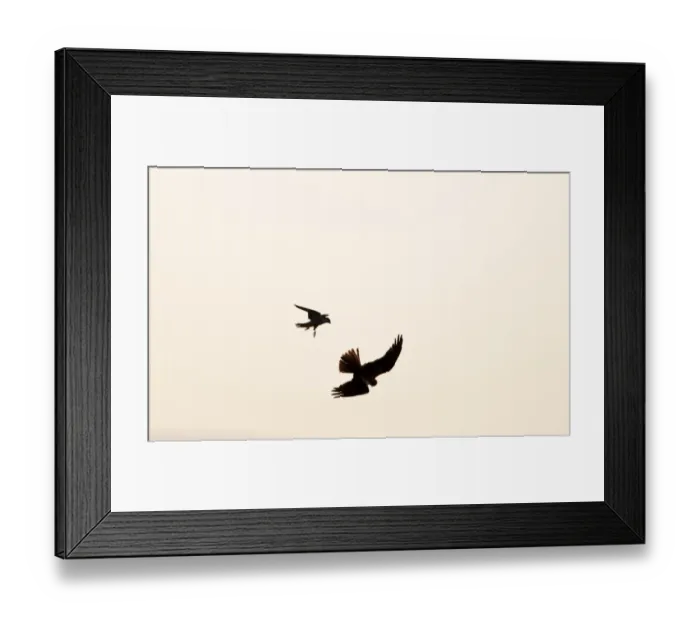 Framed Print : Peregrine Falcon, Falco peregrinus mobbing a Marsh Harrier Cley Norfolk winter Framed Print : Peregrine Falcon, Falco peregrinus mobbing a Marsh Harrier Cley Norfolk winter