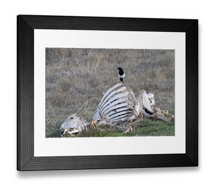 Framed Print : Magpie Pica pica Spain winter Framed Print : Magpie Pica pica Spain winter