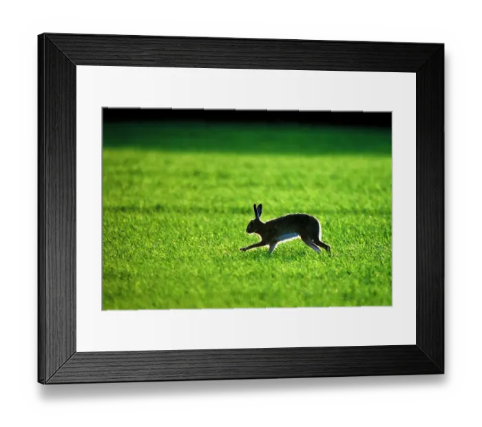 Framed Print : Brown Hare Lepus lepus Norfolk late winter