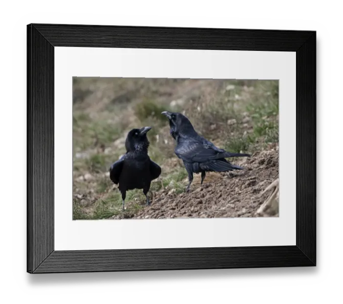 Framed Print : Raven Corvus corax Spain winter Framed Print : Raven Corvus corax Spain winter