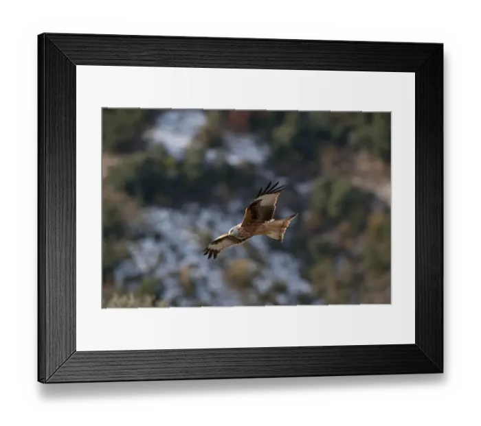 Framed Print : Red Kite Milvus milvus Spain winter Framed Print : Red Kite Milvus milvus Spain winter
