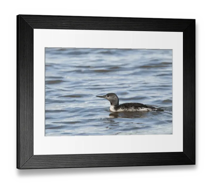 Framed Print : Red-throated Diver Gavia stellata non breeding plumage Cley October Norfolk Framed Print : Red-throated Diver Gavia stellata non breeding plumage Cley October Norfolk