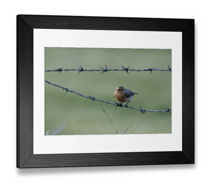 Framed Print : Wheatear oenanthe oenanthe autumn Norfolk Framed Print : Wheatear oenanthe oenanthe autumn Norfolk