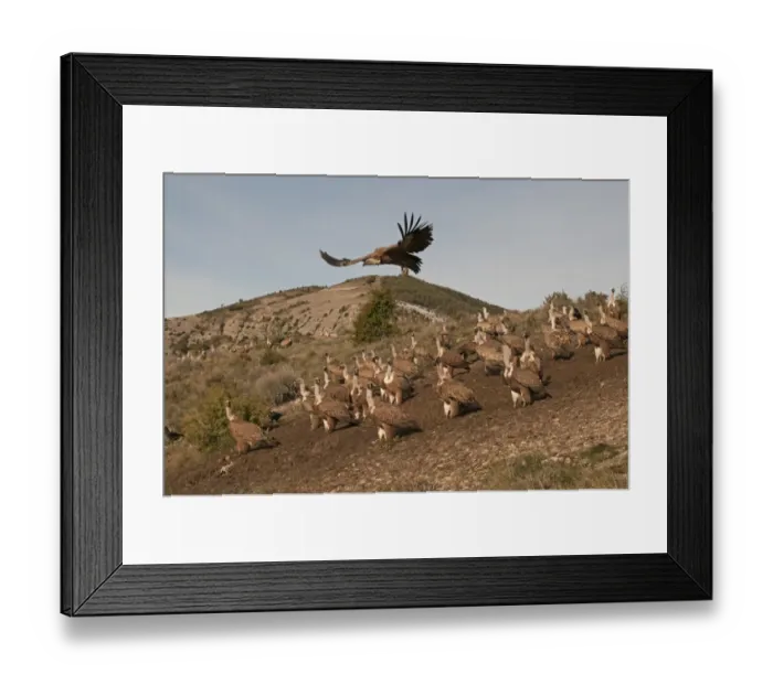 Framed Print : Griffon Vulture Gyps fulvus Catalonian Pyrenees Spain winter