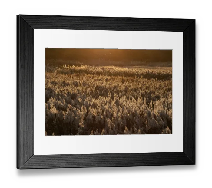 Framed Print : Reedbed dusk Cley Norfolk winter Framed Print : Reedbed dusk Cley Norfolk winter