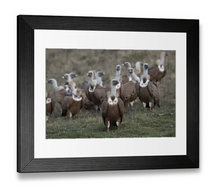 Framed Print : Griffon Vulture Gyps fulvus Pyrenees Spain Framed Print : Griffon Vulture Gyps fulvus Pyrenees Spain