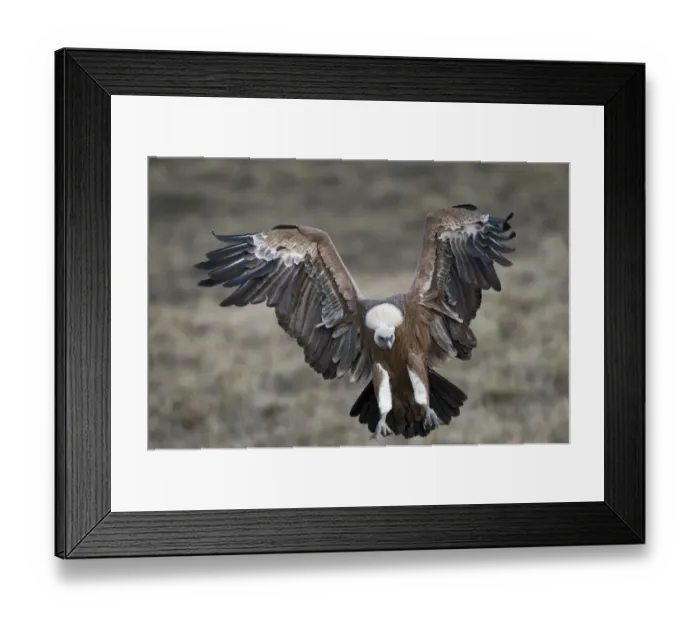 Framed Print : Griffon Vulture Gyps fulvus Pyrenees Spain Framed Print : Griffon Vulture Gyps fulvus Pyrenees Spain