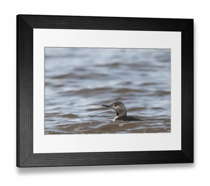 Framed Print : Red-throated Diver Gavia stellata non breeding plumage Cley October Norfolk Framed Print : Red-throated Diver Gavia stellata non breeding plumage Cley October Norfolk