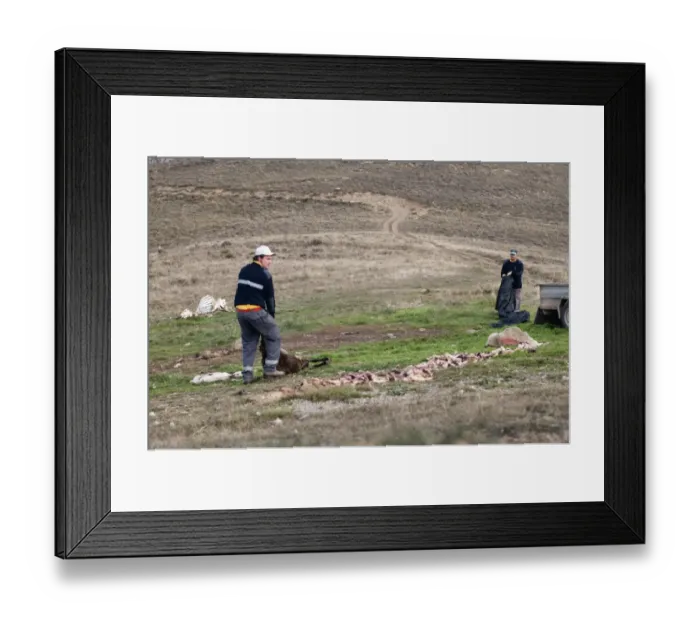 Framed Print : Putting out food at Vulture feeding site near Tremp Spanish Pyrenees Framed Print : Putting out food at Vulture feeding site near Tremp Spanish Pyrenees