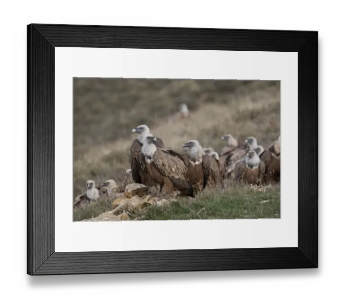 Framed Print : Griffon Vulture Gyps fulvus Catalonian Pyrenees Spain winter Framed Print : Griffon Vulture Gyps fulvus Catalonian Pyrenees Spain winter