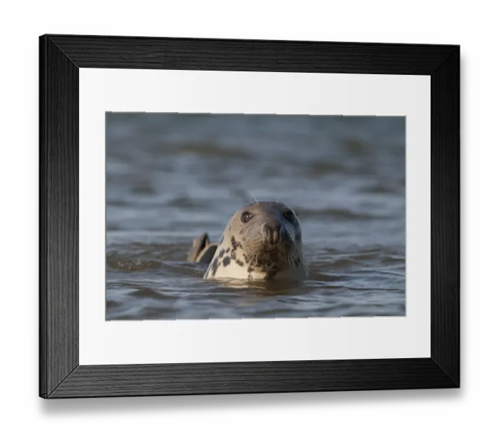 Framed Print : Grey Seal Halichoerus grypus Blakeney Point Norfolk autumn Framed Print : Grey Seal Halichoerus grypus Blakeney Point Norfolk autumn