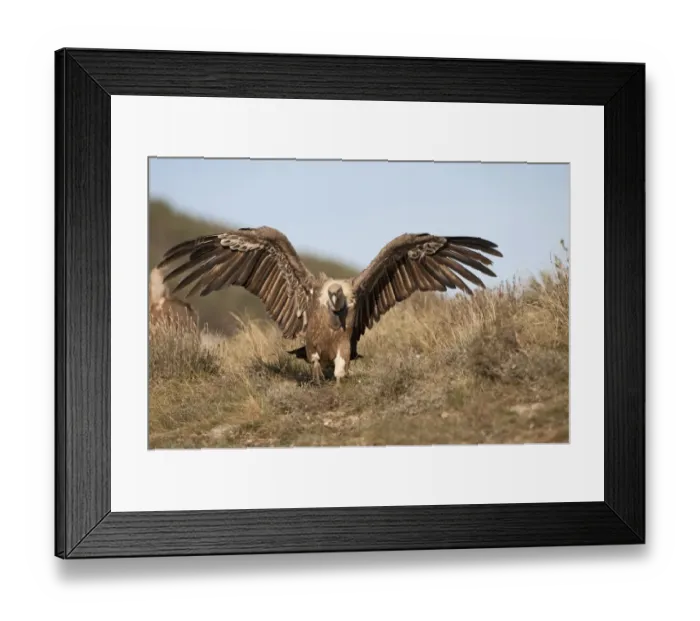 Framed Print : Griffon Vulture Gyps fulvus Catalonian Pyrenees Spain winter Framed Print : Griffon Vulture Gyps fulvus Catalonian Pyrenees Spain winter