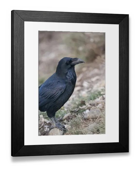 Framed Print : Raven Corvus corax Spain winter Framed Print : Raven Corvus corax Spain winter