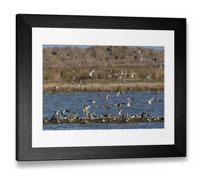 Framed Print : Golden Plover Pluvialis apricaria Cley Norfolk winter Framed Print : Golden Plover Pluvialis apricaria Cley Norfolk winter