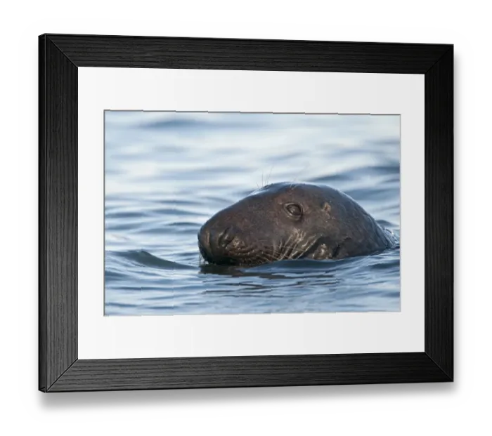 Framed Print : Grey Seal Halichoerus grypus Blakeney Point Norfolk autumn Framed Print : Grey Seal Halichoerus grypus Blakeney Point Norfolk autumn