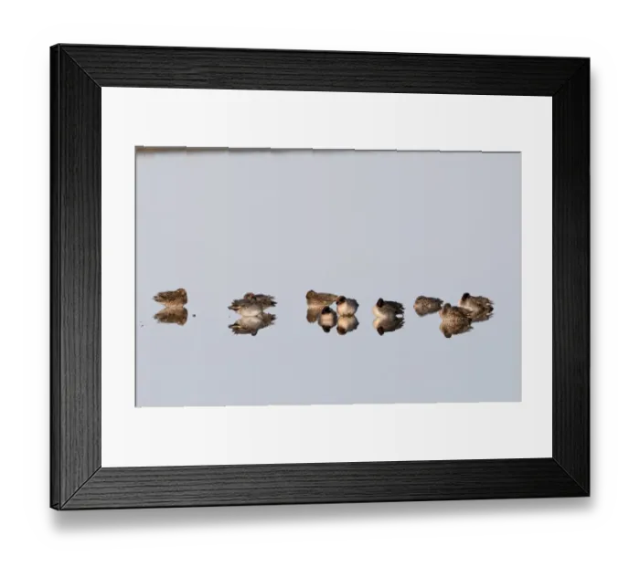 Framed Print : Teal Anas crecca Cley Norfolk winter Framed Print : Teal Anas crecca Cley Norfolk winter