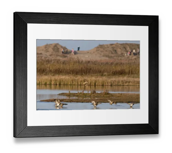 Framed Print : Peregrine Falcon Falco peregrinus chasing Teal over scrape at Cley Norfolk winter