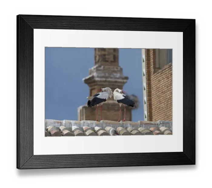 Framed Print : White Stork Ciconia ciconia displaying on cathedral roof Alfaro Spain June