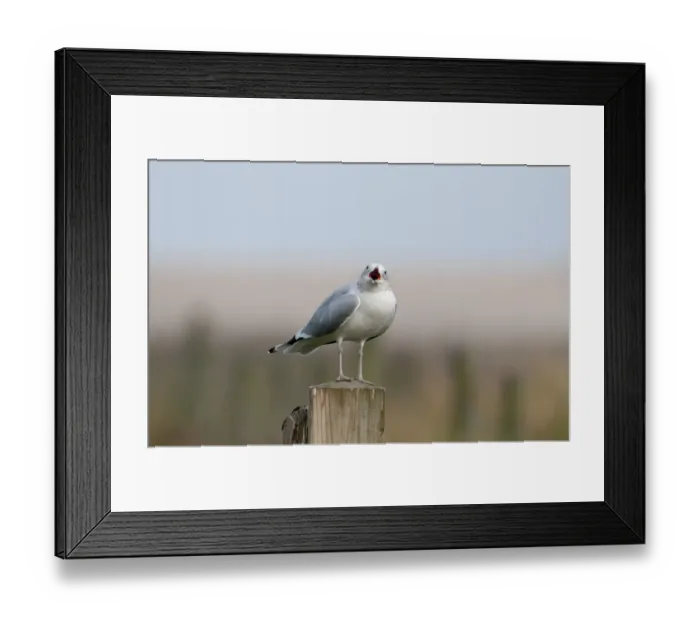 Framed Print : Common Gull Larus canus Cley Norfolk winter Framed Print : Common Gull Larus canus Cley Norfolk winter