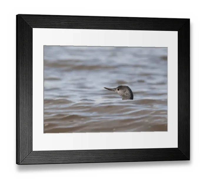 Framed Print : Red-throated Diver Gavia stellata non breeding plumage Cley October Norfolk Framed Print : Red-throated Diver Gavia stellata non breeding plumage Cley October Norfolk