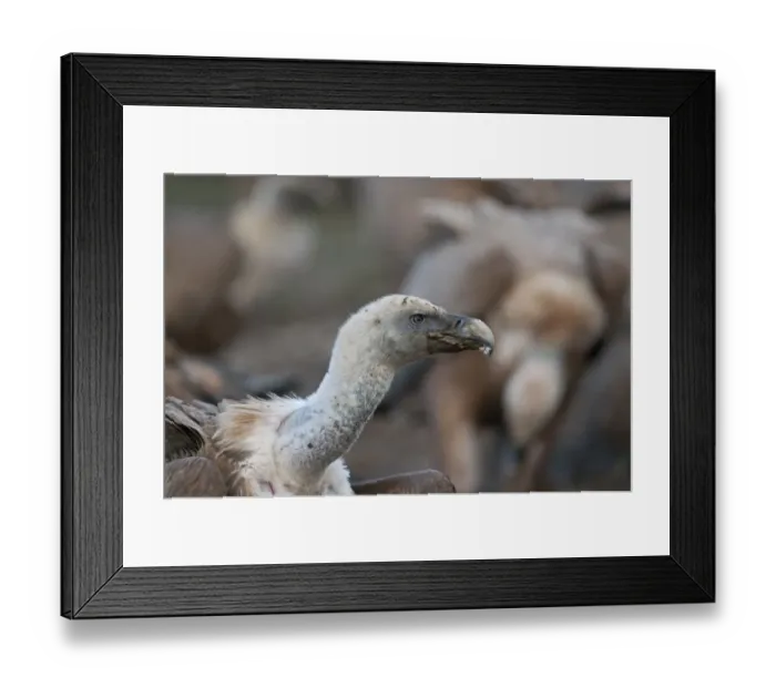 Framed Print : Griffon Vulture Gyps fulvus Catalonian Pyrenees Spain winter Framed Print : Griffon Vulture Gyps fulvus Catalonian Pyrenees Spain winter