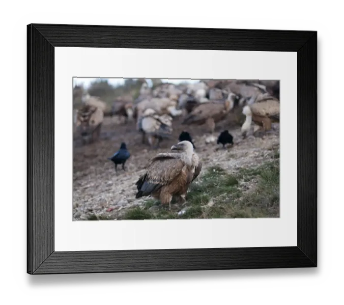Framed Print : Griffon Vulture Gyps fulvus Catalonian Pyrenees Spain winter Framed Print : Griffon Vulture Gyps fulvus Catalonian Pyrenees Spain winter