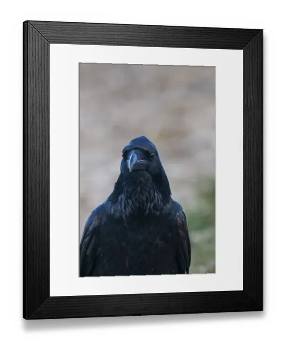 Framed Print : Raven Corvus corax Spain winter Framed Print : Raven Corvus corax Spain winter