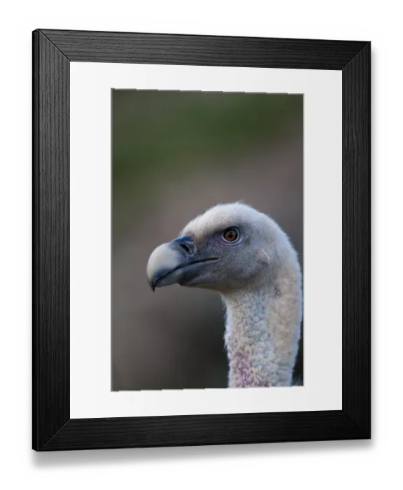 Framed Print : Griffon Vulture Gyps fulvus Catalonian Pyrenees Spain winter